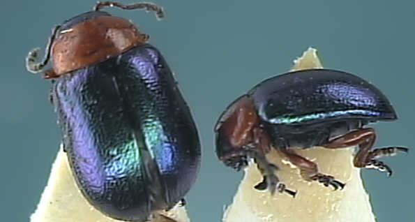 Gastrophysa polygoni